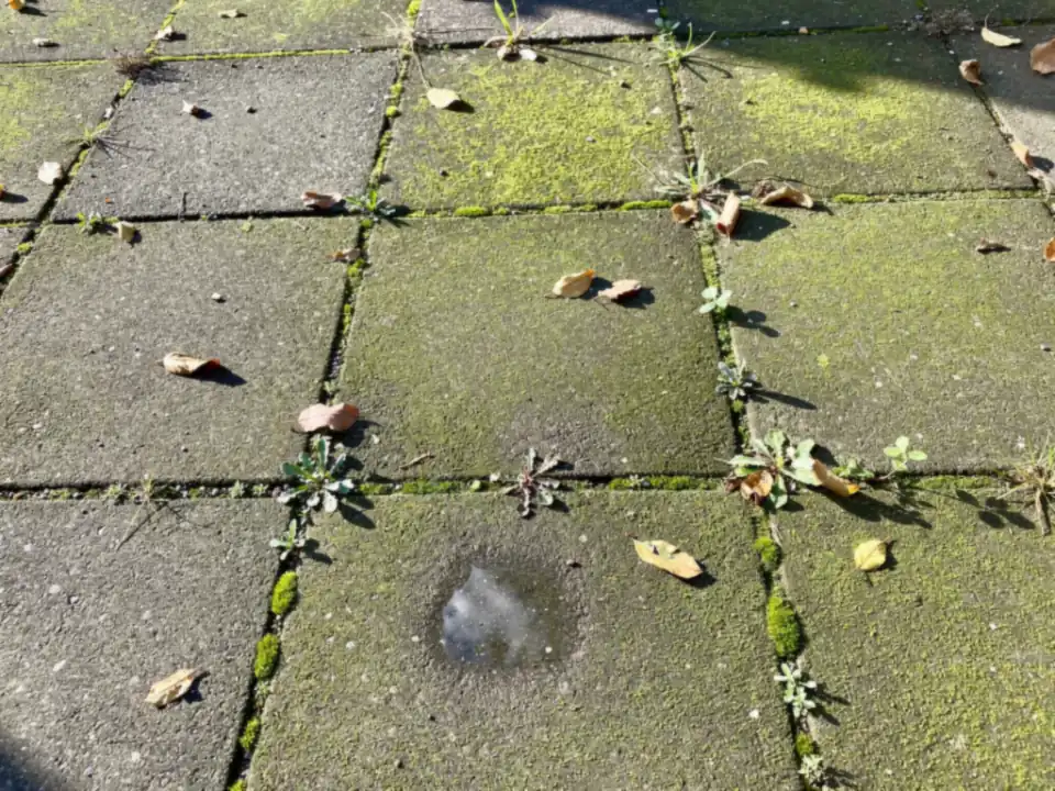 Grijze tuintegels met een groene algenlaag, mos en onkruid in de voegen