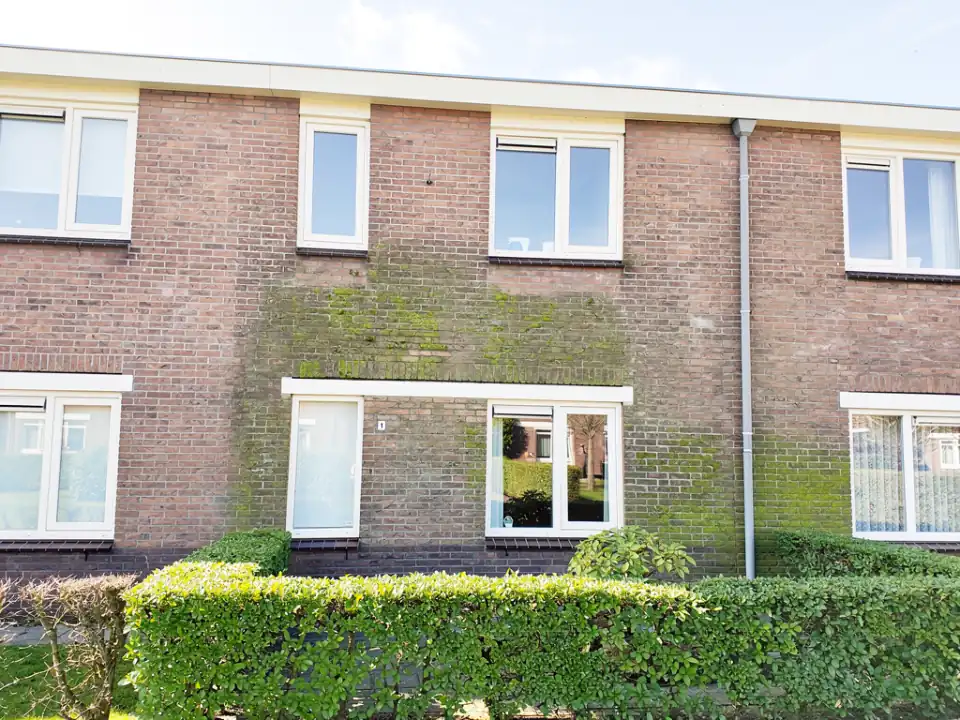 Rijtjeswoning van rode baksteen met groene algenstrepen bij de regenpijp en een heg ervoor